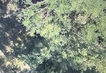 Salvamont Gorj intervine acum la un accident într-o zonă greu accesibilă