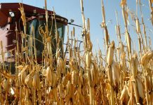 Agricultura pe înțelesul tuturor – Graficul lucrărilor agricole în luna septembrie