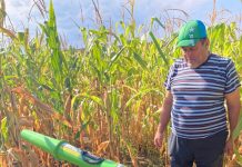 VIDEO: „Tun” pentru îndepărtarea mistreților! Pagube uriașe!