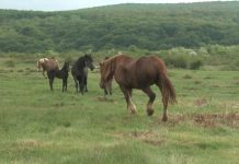 Reținuți pentru furt de cai