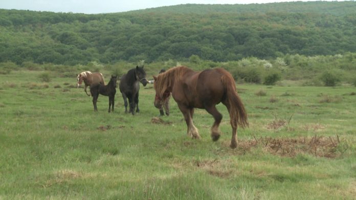 Tânăr din Olt, arestat pentru furtul unui cal al unui cetățean din Bolboși