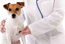 Servicii veterinare de peste 5,2 milioane de lei, scoase la licitație în mai multe localități din Gorj