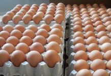 Mii de ouă împărțite persoanelor nevoiașe