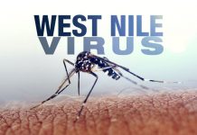 Peste 70 de cazuri de infecţie cu virusul West Nile