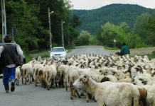 Repere ancestrale – TRANSHUMANŢA LA ROMÂNI