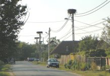 Despre povestea berzei roşii