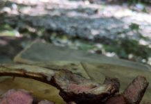 VIDEO: Rețeta săptămânii – Fabiskitchen: Antricot de vită Tomahawk la grătar