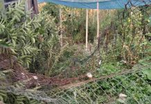 Gospodărie atacată de urs, la Bârsești