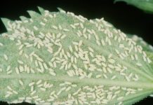 Agricultura pe înțelesul tuturor – Musculița albă, o insectă micuță, dar cu mare putere de distrugere