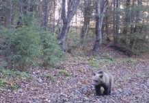 Șeful APM Gorj: Nu au fost relocați urși în acest an