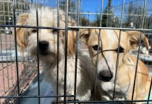 Coadă pentru sterilizarea animalelor la Motru