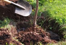 Agricultura pe înțelesul tuturor – Înființați corect plantația de pomi și arbuști fructiferi – (1)