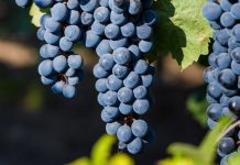 Agricultura pe înțelesul tuturor – Tehnologia de vinificare a strugurilor de H P D