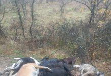 Câlnic: Imagini horror! Leșurile unor câini, aruncate în pădure