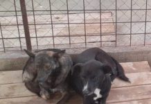 Câți câini au fost adoptați la Târgu Jiu