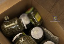 Arestați pentru trafic de droguri. Plantație de canabis lângă termocentrală