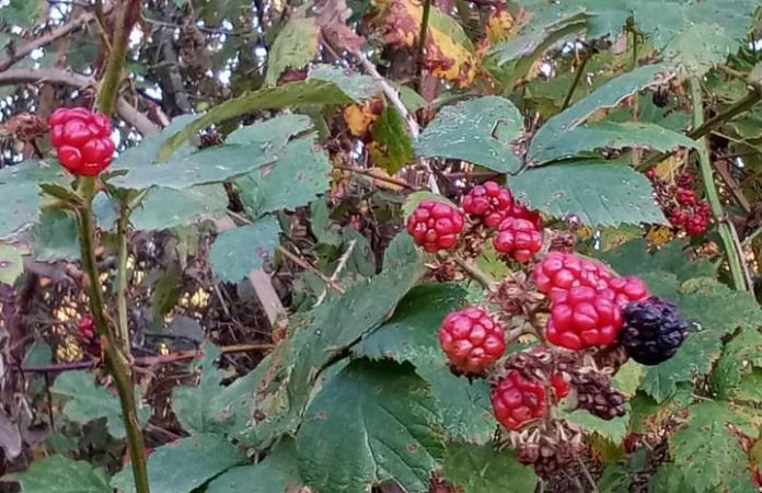 fructe de padure (2)