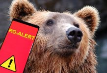 Cartiere din Târgu Jiu, sub teroarea urșilor