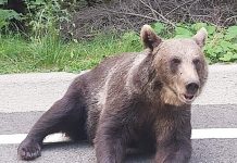 Bărbatul atacat de o ursoaică la Lelești, trimis la Spitalul Floreasca