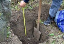 Agricultura pe înțelesul tuturor – Cum puteți înființa corect plantația de pomi și arbuști fructiferi (2)
