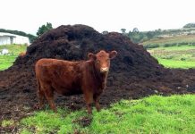 Agricultura pe înțelesul tuturor – Gunoiul de grajd – o comoară a fermierilor