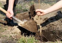 Agricultura pe înțelesul tuturor – Cum puteți înființa corect plantația de pomi și arbuști fructiferi (1)