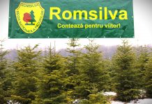 Romsilva pune la vânzare peste 20.000 de pomi de Crăciun