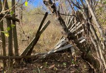 VIDEO: Oameni baricadați în case, la Alimpești, de teama urșilor!