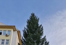 Brad de 20 de metri în Piața Prefecturii. Iluminatul festiv, pornit pe 1 Decembrie