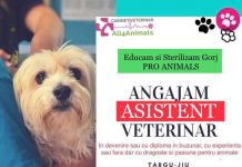 Asociația Pro Animals Gorj angajează asistent veterinar