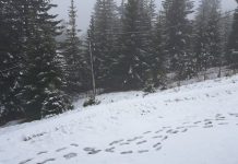 Zona de munte a județului Gorj, din nou sub cod galben de vânt și ninsori