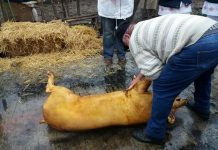 Mii de porci sacrificați în gospodăriile gorjenilor, în această lună