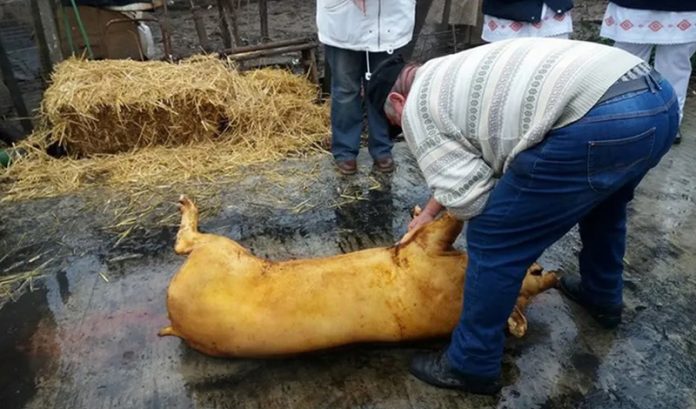 Mii de porci sacrificați în gospodăriile gorjenilor, în această lună