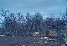 Mușetești: Trei urși au omorât opt oi