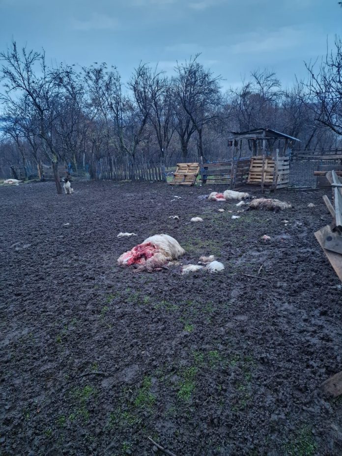 Mușetești: Trei urși au omorât opt oi