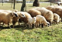 Peste 180.000 de lei pentru doi fermieri din Gorj