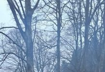 Spectacole folclorice și expoziții în Gorj, de Ziua Unirii Principatelor Române