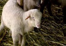 Mieii de Paște – aproape de greutatea unui berbecuț!