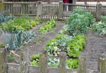 Agricultura pe înțelesul tuturor – Organizarea grădinii de legume