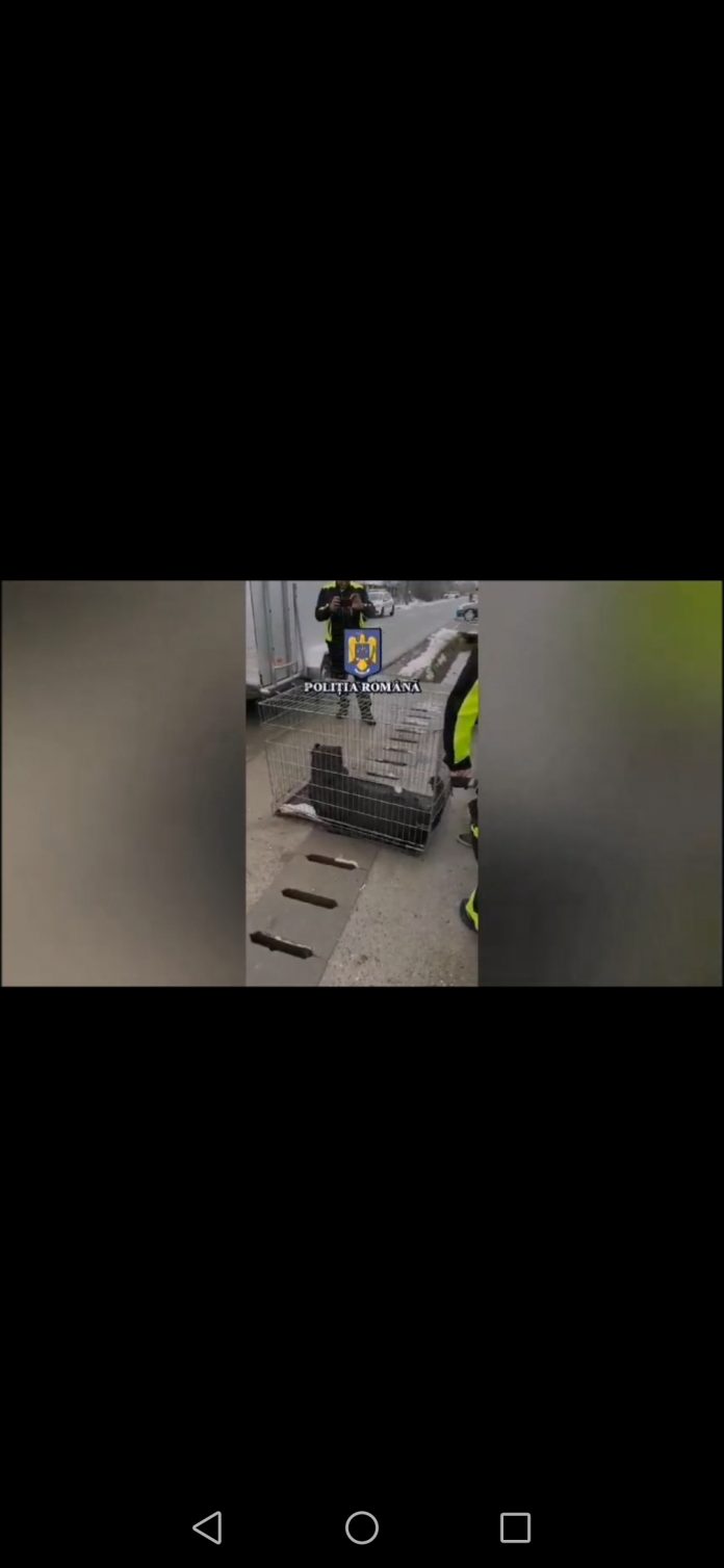VIDEO: Percheziții în Gorj într-un dosar de schingiuire și organizare de lupte de câini