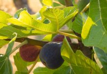 Agricultura pe înțelesul tuturor – Pledoarie pentru cultura arbuștilor fructiferi în grădinile familiale (IV)