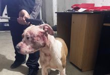 Târgu Jiu: Și-a lăsat câinii de luptă liberi. Ce au făcut jandarmii!