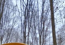 Săulești: Accident mortal în pădure. Bărbat strivit de un arbore căzut peste utilajul în care se afla