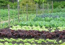 Agricultura pe înțelesul tuturor – Să ne protejăm ecologic grădina