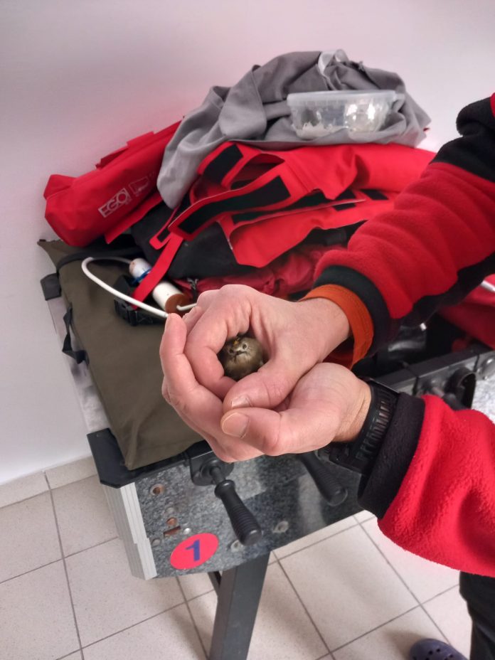 FOTO|Operațiune neobișnuită a Salvamont Gorj. Două mici păsări Aușel, salvate de la îngheț!