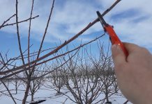 Agricultura pe înțelesul tuturor – Lucrări agricole în livada și via aflate în repausul vegetativ