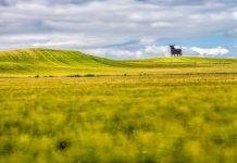 Cum iti protejezi culturile de cereale primavara?