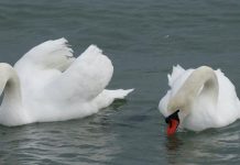 Restricții după diagnosticul de gripă aviară confirmat la două lebede găsite moarte