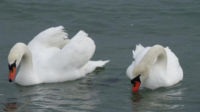 Restricții după diagnosticul de gripă aviară confirmat la două lebede găsite moarte