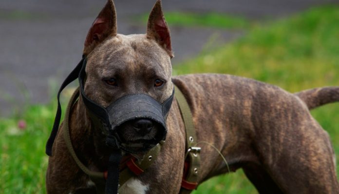 Taxă pentru stăpânii câinilor periculoși